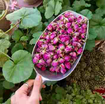 صادرات و خرید گل خشک محمدی با شرکت فولاد گل
